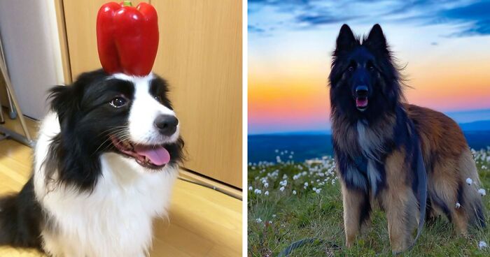 33 Of The Most Intelligent Dog Breeds In The World