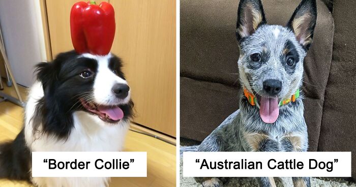 33 Dogs Breeds That Have Proved How Smart They Are Time And Time Again