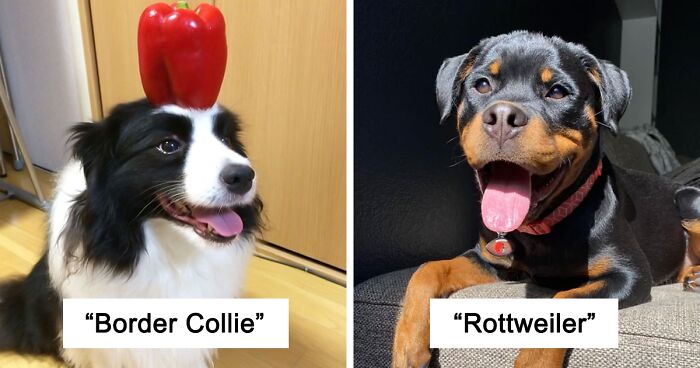 33 Dog Breeds That Have Been Named The Smartest In The World