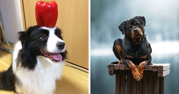 33 Dog Breeds That Are Praised For Their Intelligence