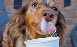 Spoiled Dog Only Eats Her Puppuccino From A Starbucks Cup