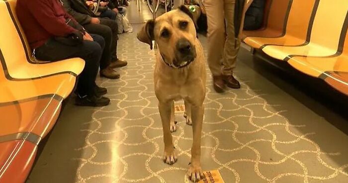 This Stray Dog In Istanbul Uses Public Transport To Travel Over 30 Kilometers A Day Around The City