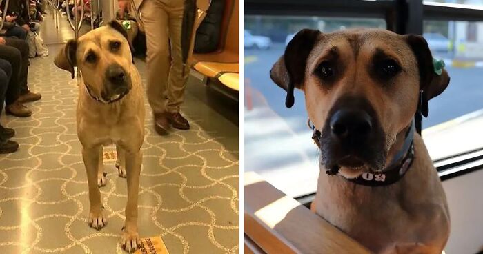 Meet Boji, A Stray Dog That Tours Istanbul Using Public Transportation