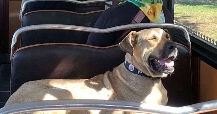 People Saw This Dog Using Public Transport In Istanbul, So Authorities Put A Tracker On Him - Turns Out He Travels Over 30 Kilometers A Day