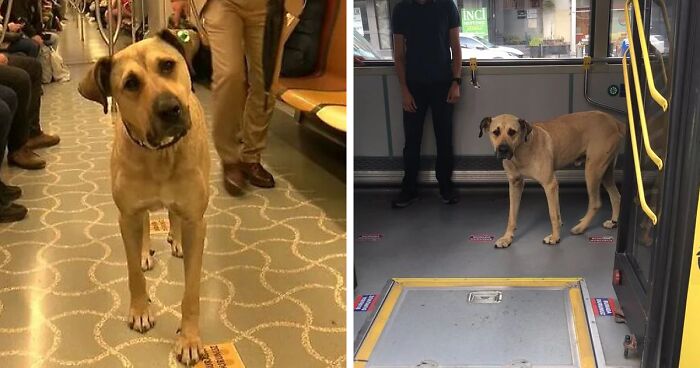 Meet Boji, A Stray Dog That Has Captured The Attention Of Local People Of Istanbul Because He Uses Public Transport To Travel Around The City