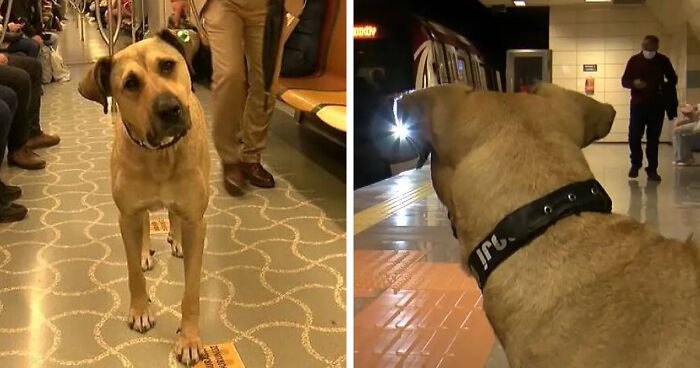 This Stray Dog In Istanbul Uses Public Transport To Travel Over 30 Kilometers A Day