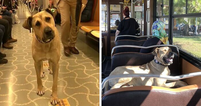 People Saw This Dog Using Public Transport In Istanbul, So Authorities Put A Tracker On Him - Turns Out He Travels Over 30 Kilometers A Day