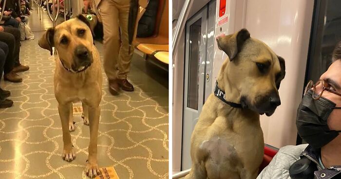 Authorities Put A Tracker On This Stray Dog That Was Seen Using Public Transport - Learn That He Travels Over 30 Kilometers A Day