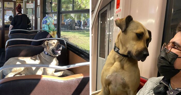 Meet Boji, A Stray Dog That Uses Public Transport To Travel Over 30 Kilometers A Day