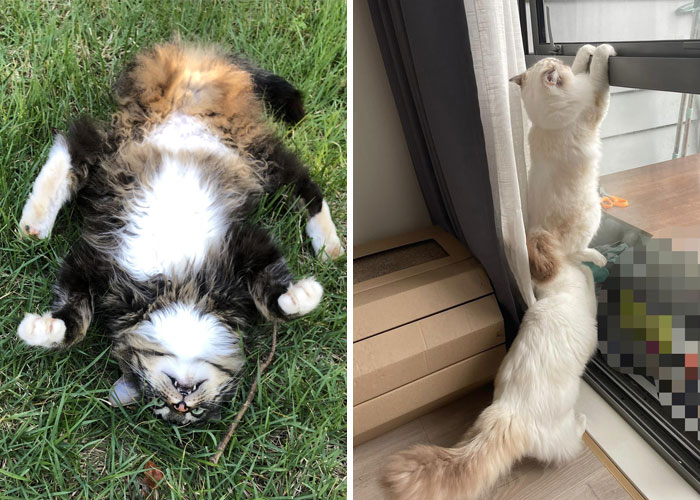 92 Times Cats Malfunctioned And Their Owners Just Had To Document It Online (New Pics)