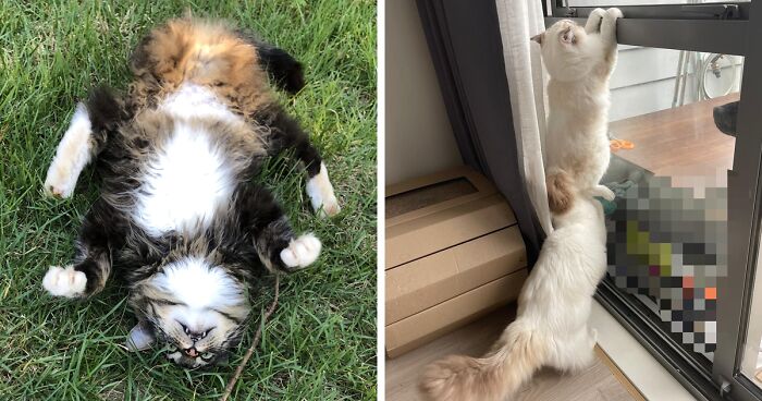 “What’s Wrong With Your Cat” Online Group Has Owners Posting Pics Of Their Malfunctioning Cats And Here Are 92 Of The Funniest Ones (New Pics)