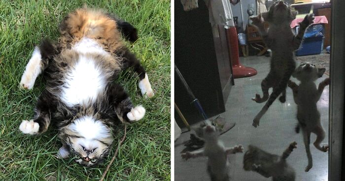 “What’s Wrong With Your Cat”: 92 Times Cats Malfunctioned And Their Owners Just Had To Document It Online (New Pics)