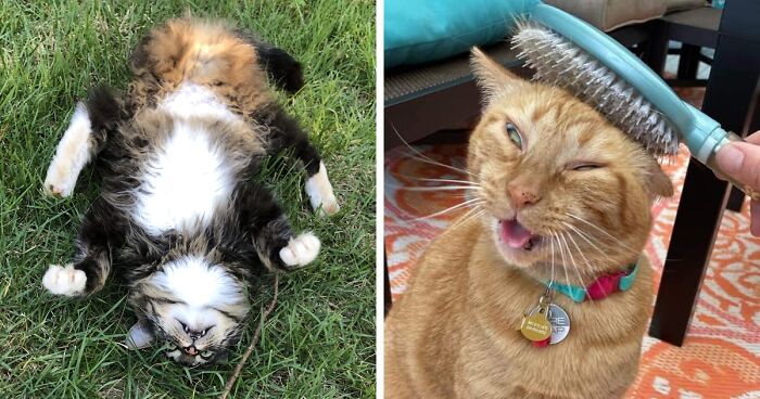 The “What’s Wrong With Your Cat” Online Group Celebrates Cats Acting Weird And Goofy, And Here Are 92 Of The Funniest Pics (New Pics)