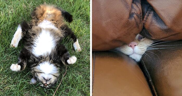 92 Times Cats Acted So Weird, They Made People Ask, “What’s Wrong With Your Cat” (New Pics)