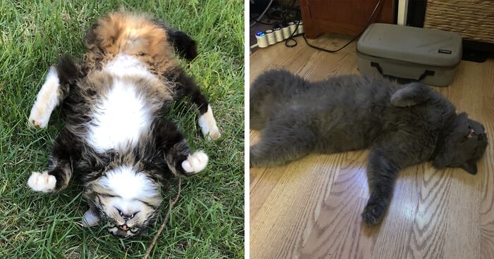 92 Goofy Cats Who ‘Meowlfunctioned’ And Their Owners Just Had To Share Pics Of Them Online (New Pics)