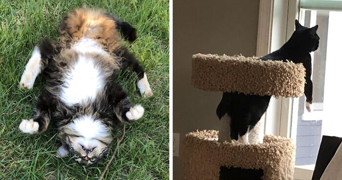 92 Times People In This Online Group Noticed Something Wrong With Their Cat And Had To Take A Pic (New Pics)