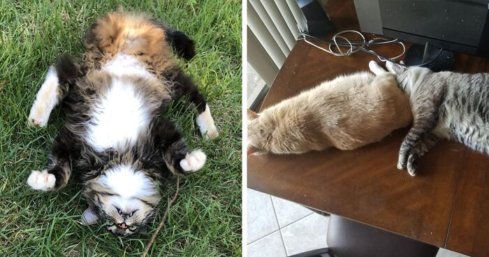 40 Times Cats Acted So Weird, They Made People Ask, “What’s Wrong With Your Cat” (New Pics)