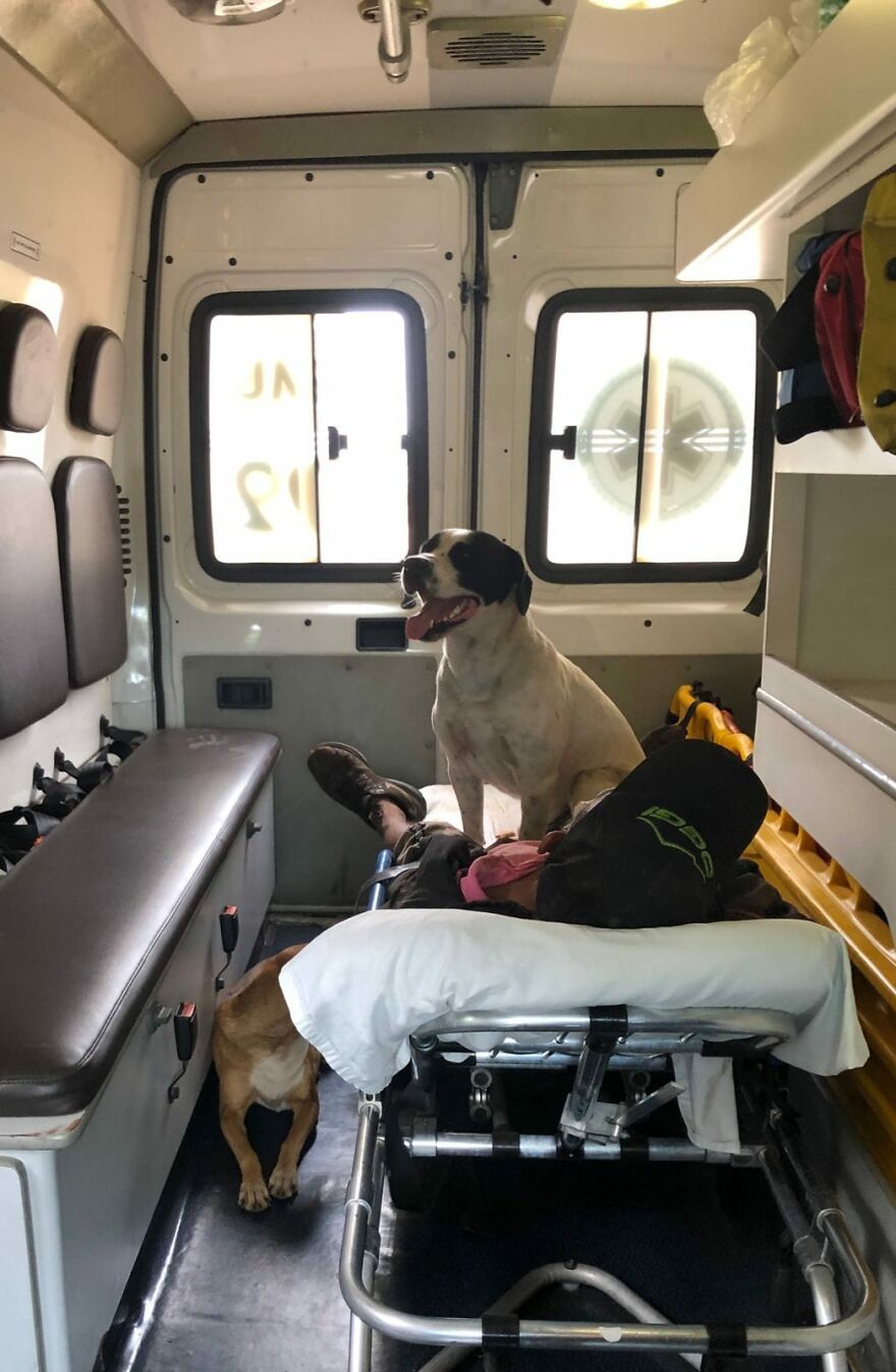 Dois cães entraram em uma ambulância para acompanhar o dono doente até o hospital