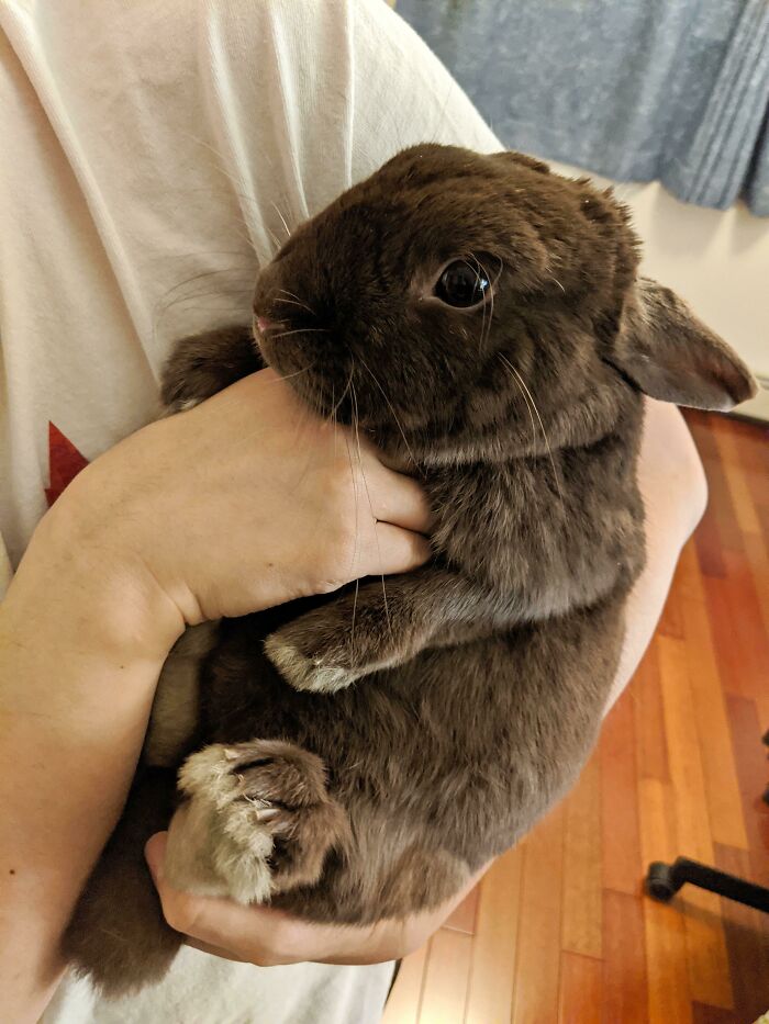 She Is The Cutest Chocolate Easter Bunny