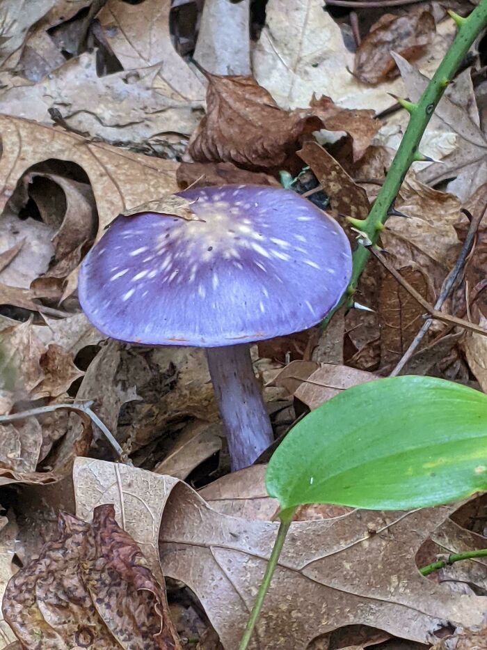 This Purple Mushroom I Found