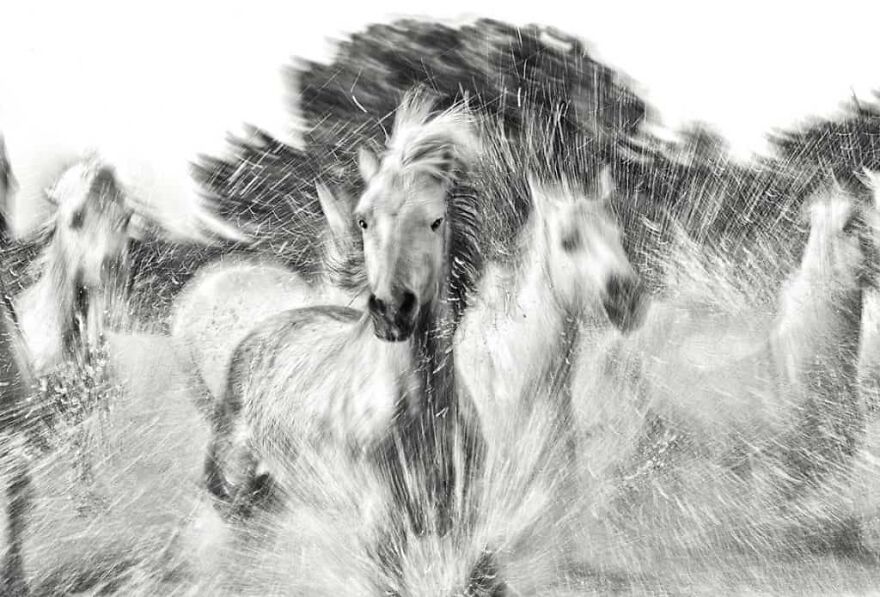 Wild Horse Photography