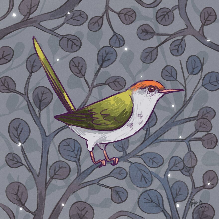 I Illustrated Birds I See From My Balcony Or In The City