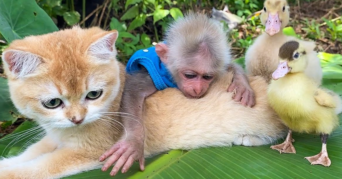https://www.boredpanda.com/blog/wp-content/uploads/2021/11/animals-little-baby-monkey-friendly-other-animals-bibi-animalshome-fb.png