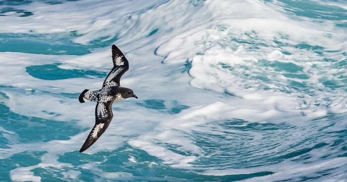 12 Birds Of The Year: 2022 Calendar By 