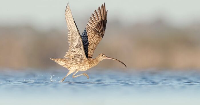 This Charity Has Released Their Annual Calendar Featuring Endangered Birds