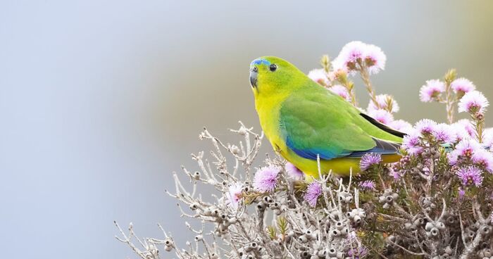 Most Beautiful Yet Endangered Birds Of Australia Featured In A New Calendar For The Upcoming Year Of 2022