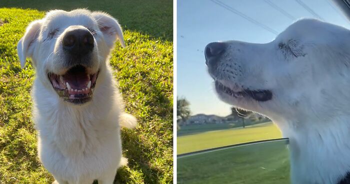 Video Shows Blind Dog Realizing She Is Going To Her Favorite Park And Her Reaction Is Priceless