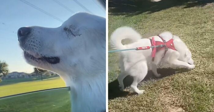 Video Shows Blind Dog's Excitement Realizing She Was Going To Her Favorite Park And Her Reaction Is Adorable