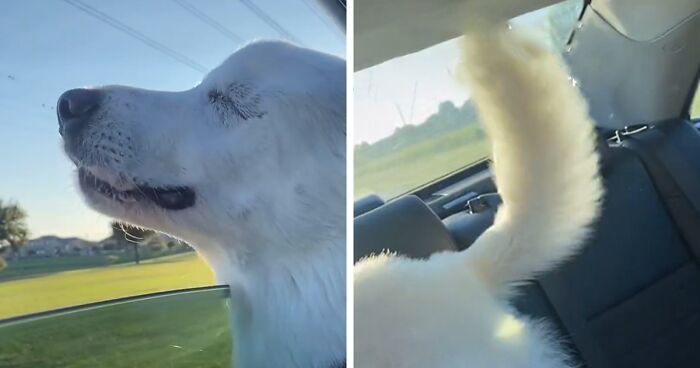 People Fell In Love With This Blind Dog After Watching A Video Of Her Reaction Realizing She Was Going To Her Favorite Park