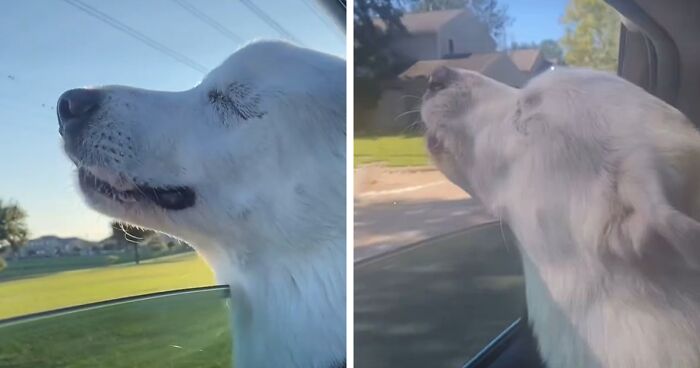 Blind Dog Won People's Hearts When A Video Of Her Realizing She Was Going To Her Favorite Park Went Viral