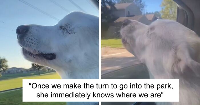 Woman Captured The Moment When Her Blind Dog Realized It Was Going To The Dog Park And The Video Won People's Hearts