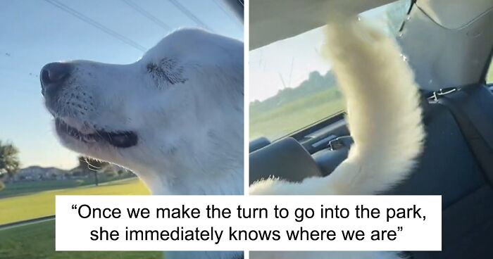 The Moment When A Blind Dog Realized She Was Going To The Dog Park Won People's Hearts On The Internet