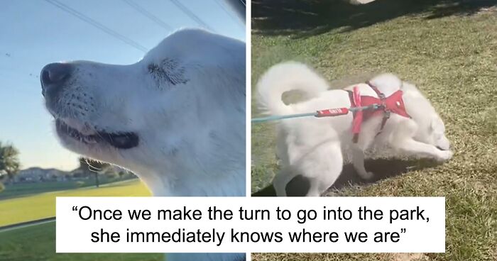 The Moment When A Blind Dog Realized She Was Going To The Dog Park Won People's Hearts On The Internet