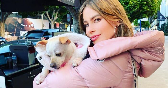 36 Hollywood Stars Who Have Openly Displayed Their Love For Dogs (New Pics)