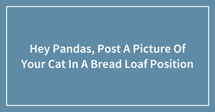 Hey Pandas, Post A Picture Of Your Cat In A Bread Loaf Position (Closed)