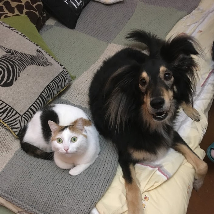 Hey Pandas, Submit Photos Of Your Cat And Dog Both Together In One Picture (Closed)