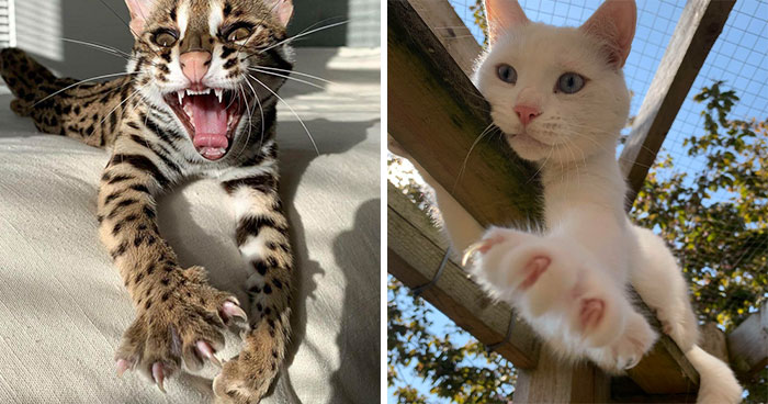 174 Cats Showing Off Their ‘Murder Mittens’ To Prove How Adorably Fearsome They Are (New Pics)