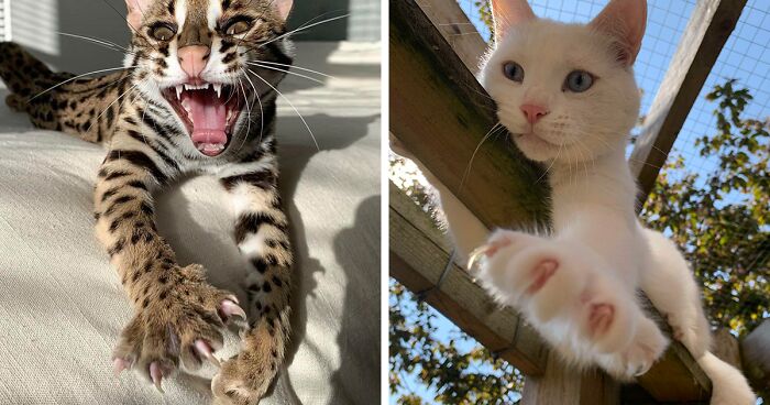 The ‘Murder Mittens’ Group Is All About Cats Showing Off Their Claws, And Here Are 174 Of The Most Scarily Cute Ones (New Pics)