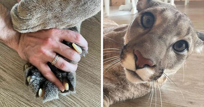 174 Cats Who Love Showing Off Their 'Murder Mittens' To Remind Everyone Who's Boss (New Pics)