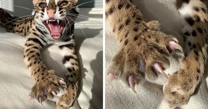 The ‘Murder Mittens’ Group Is All About Cats Showing Off Their Claws, And Here Are The Most Scarily Cute Ones (174 New Pics)