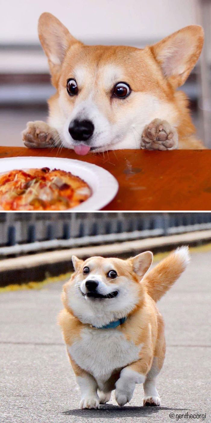 40 Times People Captured Their Corgis Being Funny And Adorable ...