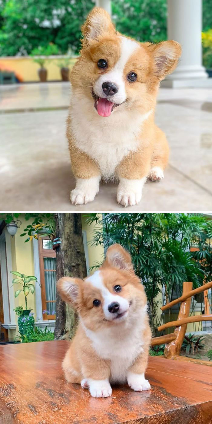 40 Times People Captured Their Corgis Being Funny And Adorable ...
