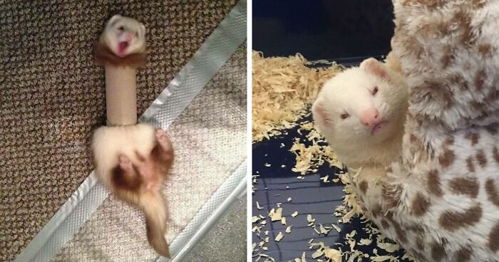 171 Times Folks Couldn’t Stop Themselves From Snapping These Adorable, Hilarious Or Downright Random Photos Of Ferrets