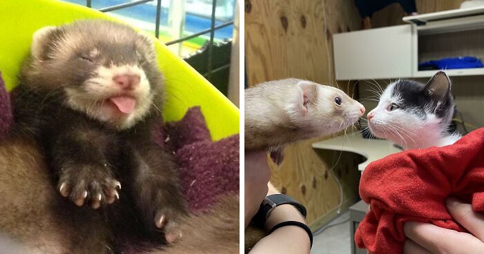 171 Unbearably Cute Photos Of Ferrets