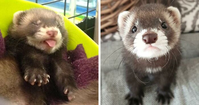 171 Ferrets Whose Cuteness Can’t Be Challenged