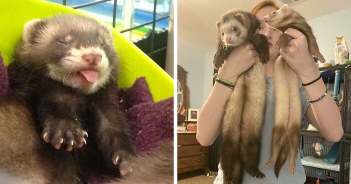 171 Adorable And Furry Ferrets That Just Might Make Your Day